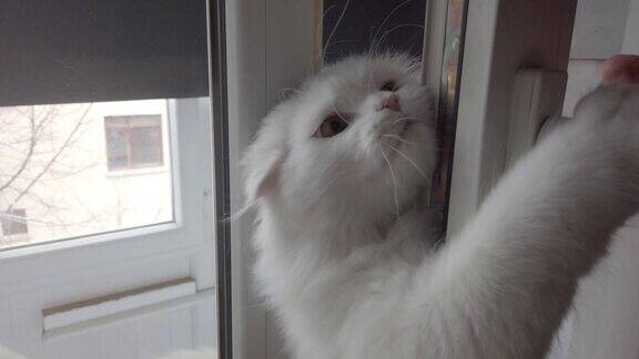 苏格兰长毛折猫从窗户进来小猫知道是什么控制着窗户