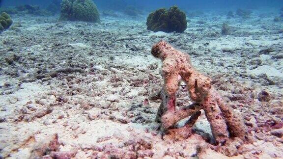 死珊瑚礁和珊瑚白化由于气候变化