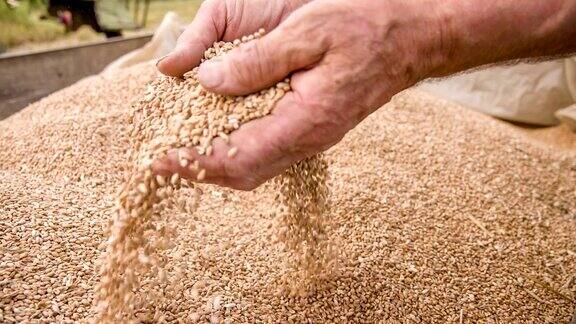 SLOMO农民检查小麦的手
