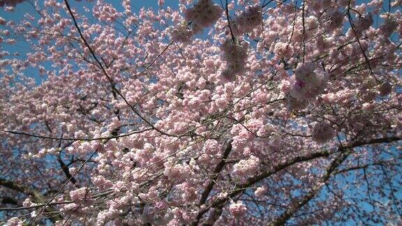 《春天的樱花》拍摄了4KUHD