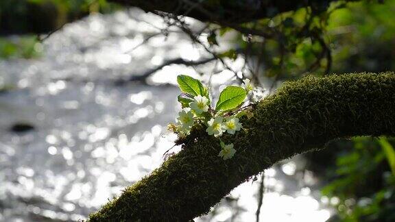 河上青苔枝上花