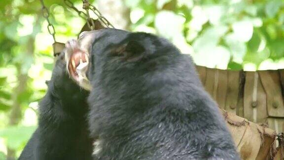 亚洲黑熊玩耍