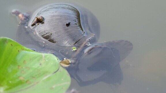 巨型苹果蜗牛和水葫芦
