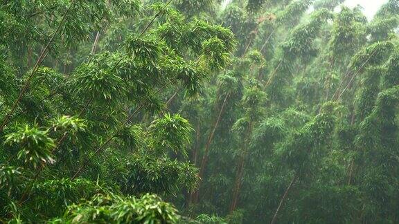雨中的竹林