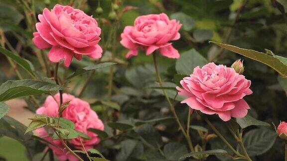 粉红玫瑰花园背景高清镜头