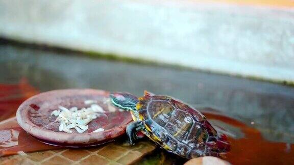 红耳龟上来吃虾