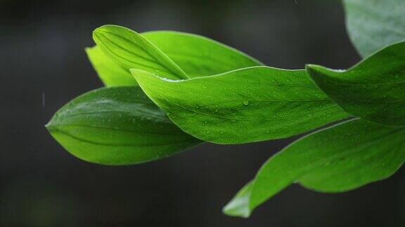 雨和风在绿色的树叶上雨季