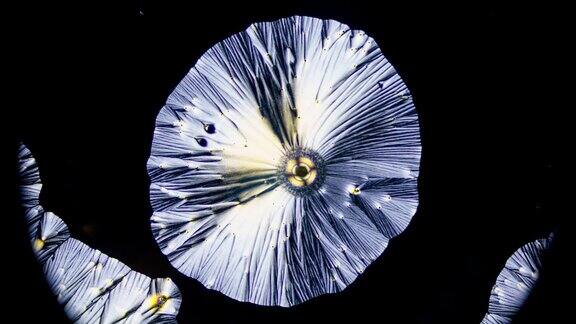 显微镜下的维生素C晶体
