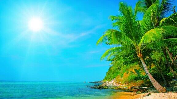 热带阳光下的棕榈树