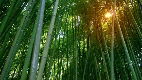 竹林、自然背景