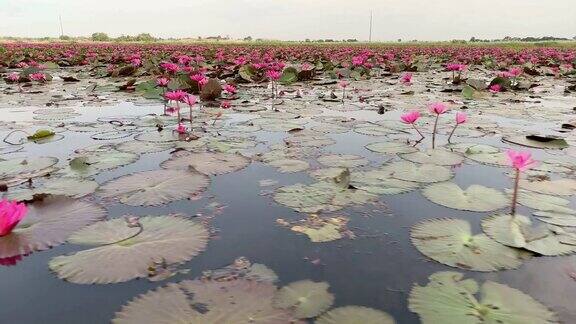 莲属植物花湖