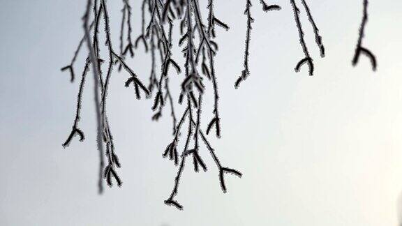 冬天早晨树的树枝上结霜