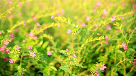 小的花