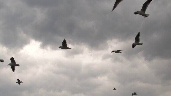 一群海鸥在暴风雨多云的天空中飞翔的慢镜头