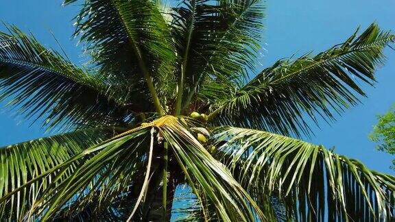 棕榈树映衬着蓝天