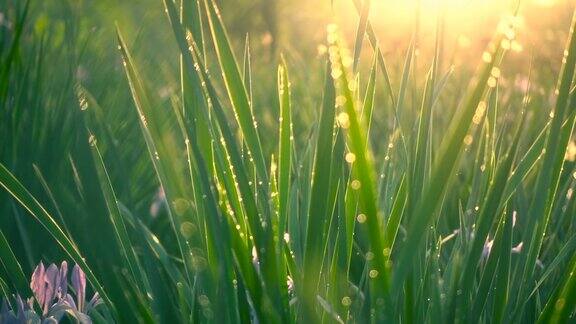 阳光下的绿草