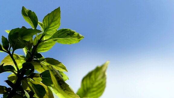 绿色的植物和蓝色的天空