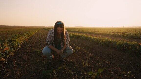 年轻的女农学家在夕阳下的橙色天空下检查蔬菜农场中央的土壤