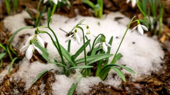 雪融化雪花莲盛开在春天时光流逝
