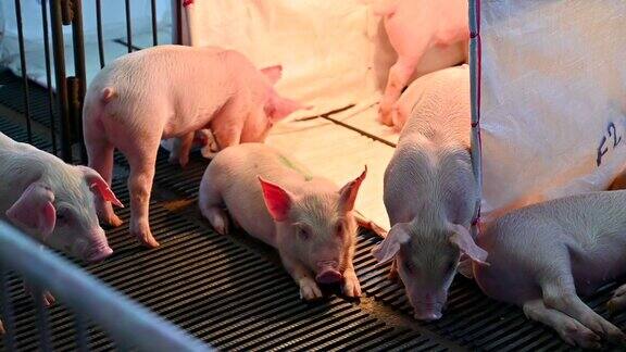 现代工业化养猪场的猪