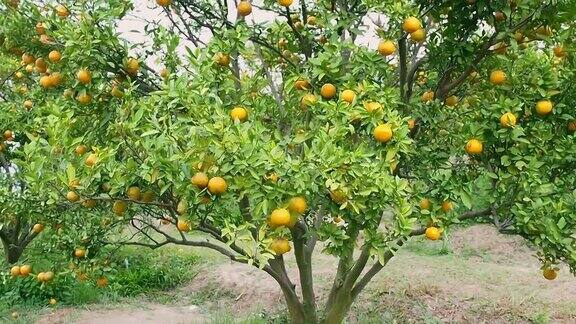 在橘子种植园里橙枝上长满了绿叶成熟和新鲜的橘子挂在枝头橘子园