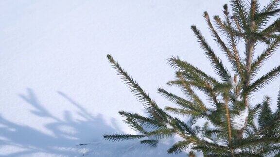 雪中的小毛树