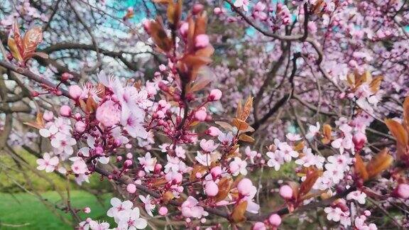 花园里的樱花或梅花阳光明媚的春日