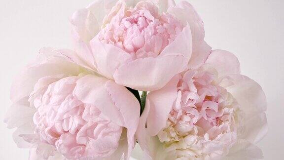 美丽的粉红色盛开的牡丹花开放在白色的背景婚礼背景情人节时间流逝特写时间流逝