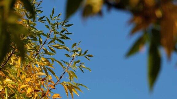 黄色和绿色的叶子在蓝天的衬托下随风飘动