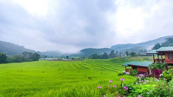 美丽的稻田雾和山在早晨