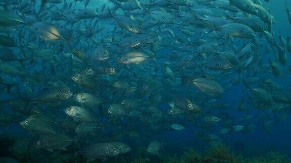 在印度尼西亚巴厘岛海面下游泳的鲹鱼(4K)