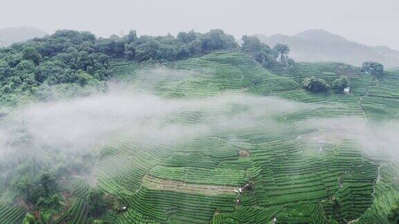 雾茶山