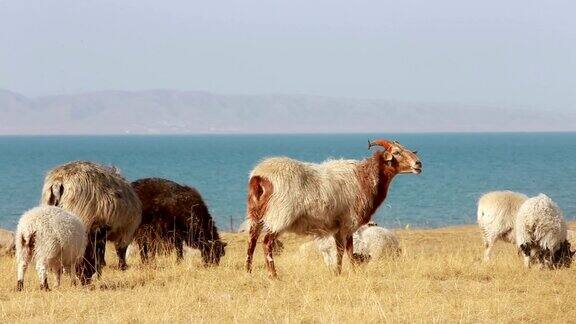 羊在青海湖边吃草