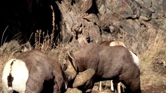 碰撞野生大角羊的角沃特顿峡谷科罗拉多慢动作高清视频