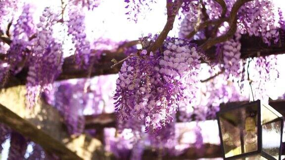 庭院木梁上的紫藤花