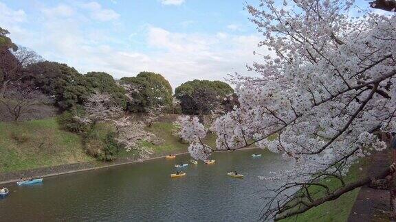 东京千代田区春季樱花景观