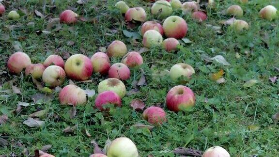 收获晚秋苹果