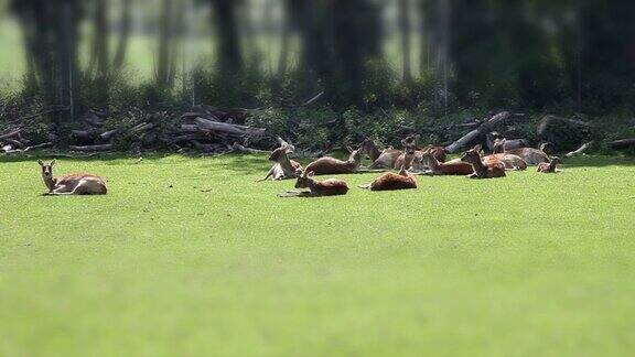 在草地上休息的鹿
