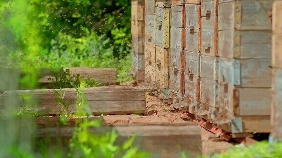 蜜蜂围着蜂箱飞养蜂场里蜂箱排成一排成群结队的蜜蜂4k10位ProRes