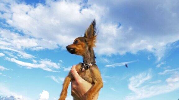 狗飞向天空