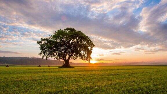 日出时田野里的一棵孤独的树