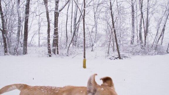 慢动作狗在冬天的森林里奔跑