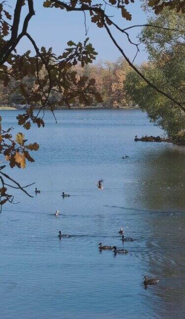 秋天公园与池塘和鸭子的观点