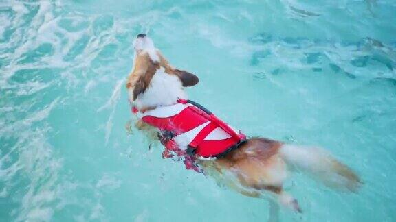 威尔士柯基游泳在游泳池狗游泳在游泳池的高角度视图