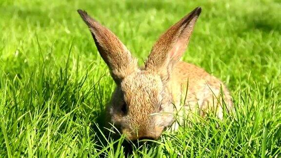 可爱的复活节兔子吃草高清兔子