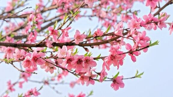 粉红色的桃花在春天盛开