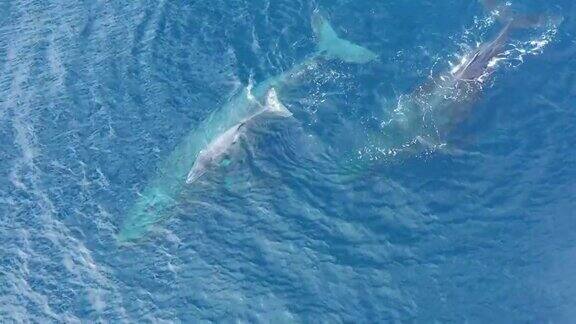 一只母座头鲸和幼鲸在雄鲸的陪同下游离夏威夷毛伊岛海岸