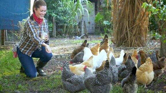 妇女在农场喂养一群散养鸡