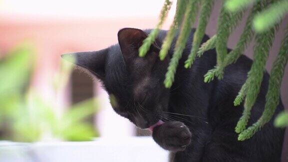 可爱的黑猫舔爪子的肖像动物卫生学概念