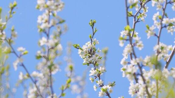 以春天的樱花为背景Branchwithwhiteflowersinspringbloom.缓慢的运动